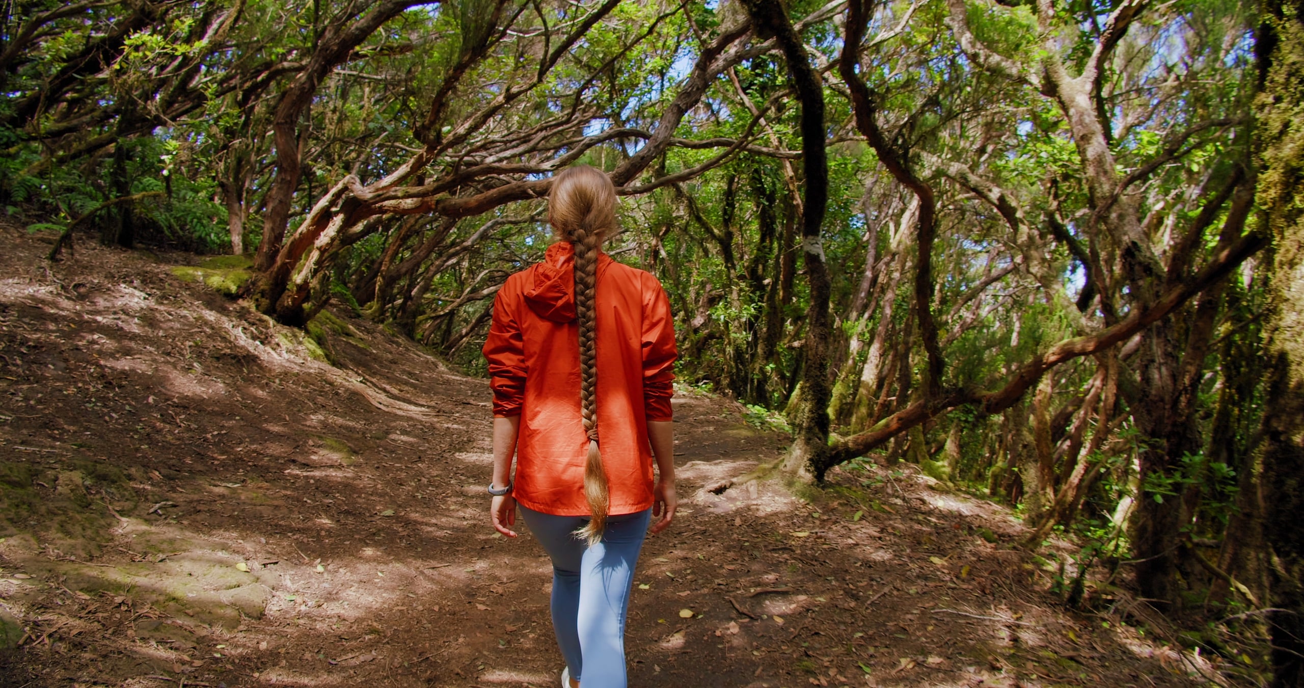 POV shot of someone following a hiker woman walking in the laurisilva woods, Rainforest, at Pico del Ingles, Anaga forest, Tenerife. Hiking girl tracking walking along the Anaga natural park green forest in Tenerife. Girl dressed in a red jacket. Dirt Track.