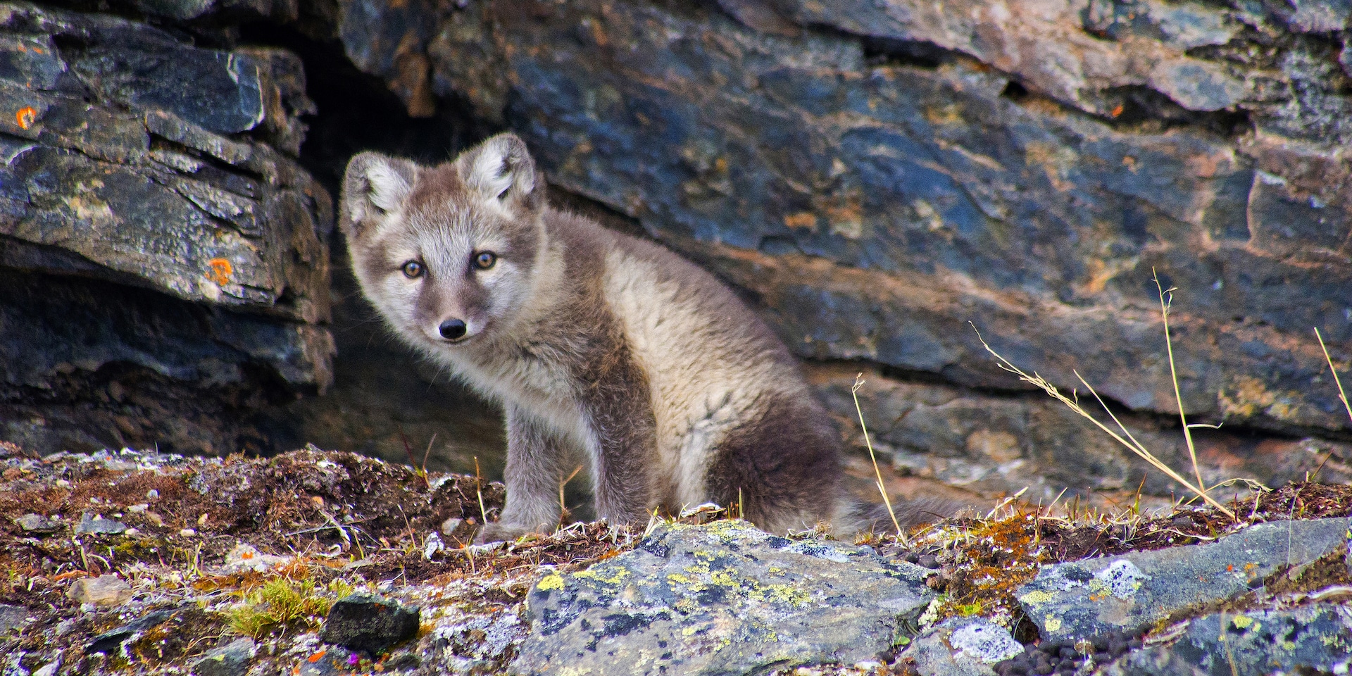 arktická liška, národní park nordvest spitsbergen, norsko