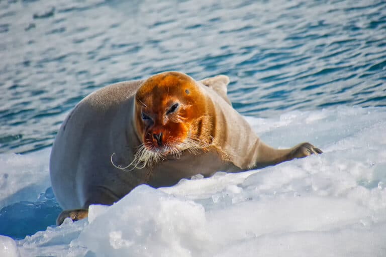 bearded seal, arctic, svalbard, norway