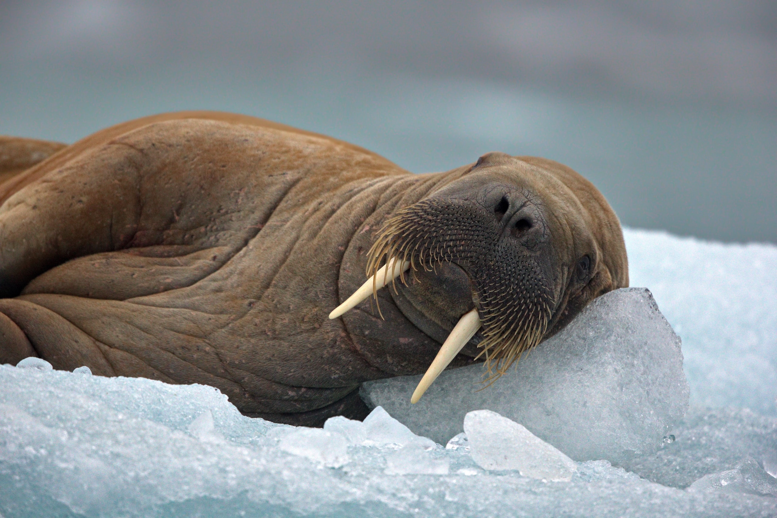 big walrus lying in the snowy habitat in svalbard on a cold winter day