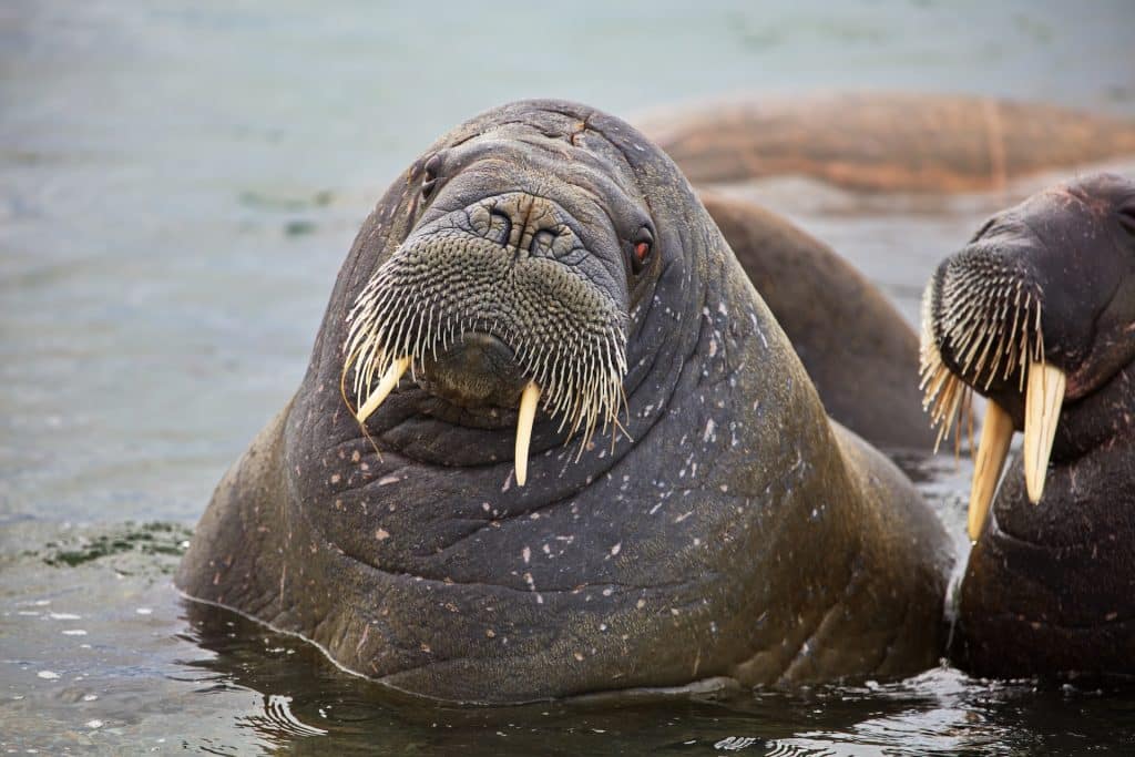 big walrus swimming in the water in svalbard on a cold winter day