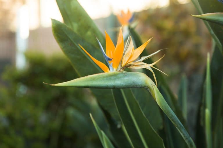 bird of paradise flower