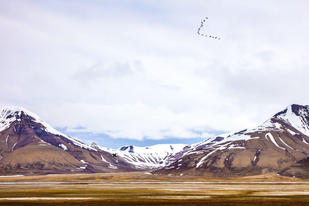 birds flying between mountains in arctic summer landscape