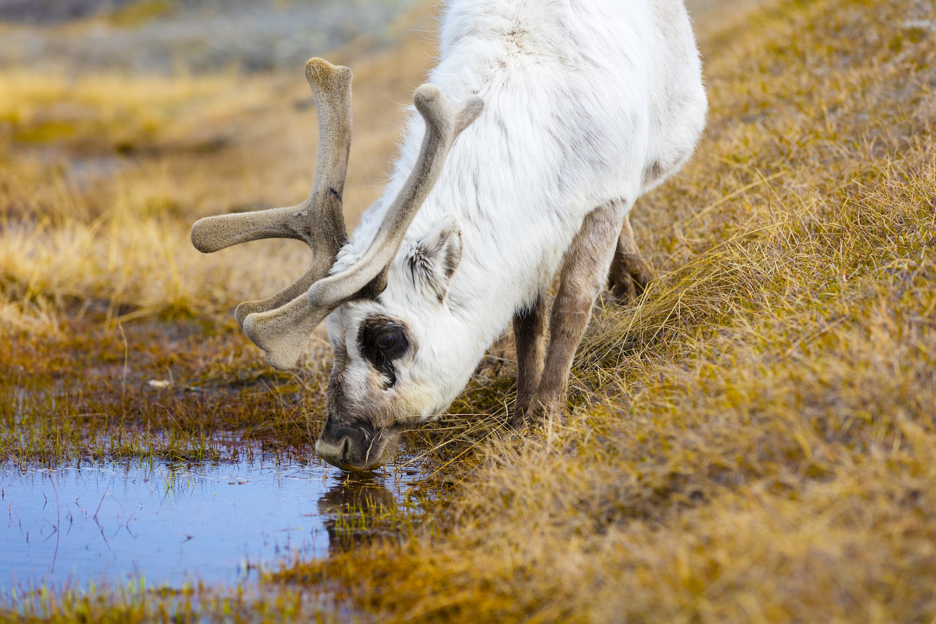 close up of reindeer drinking water in the arctic nature