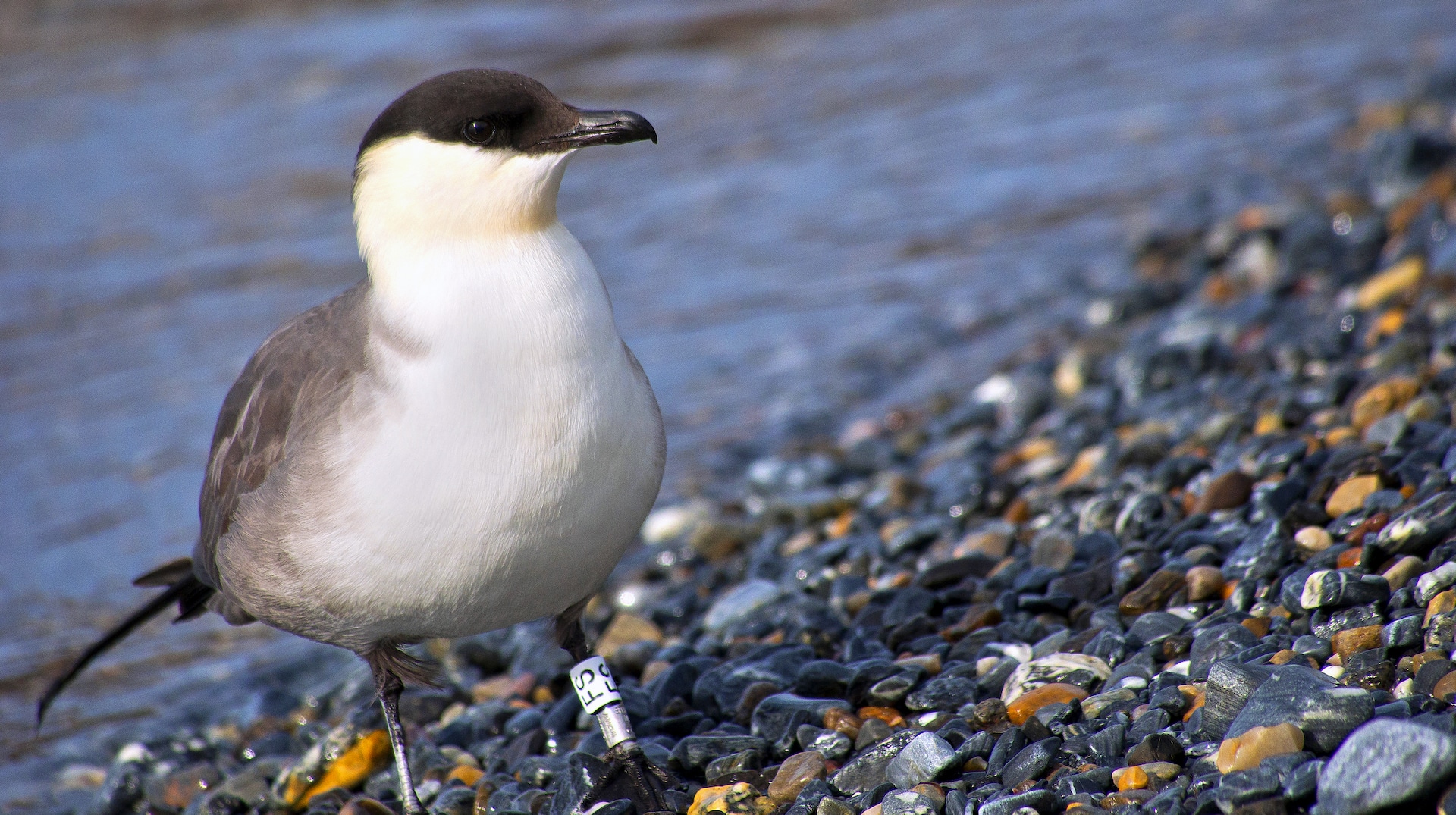 long tiled skua, nordvest spitsbergen national park, norway