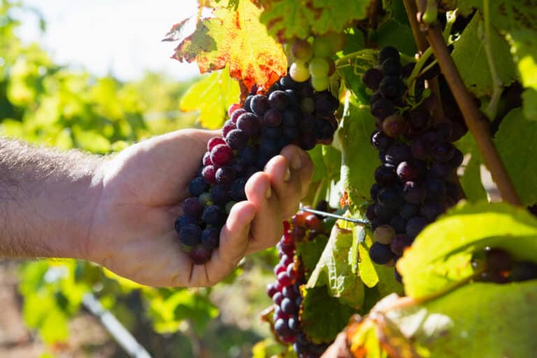 mid section of farmer examining grapes in vineyard