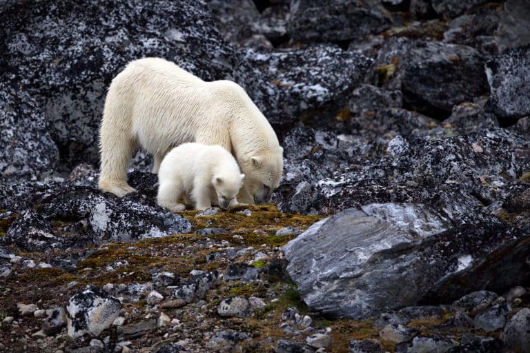 polar bear and its young on a rocky shore in svalbard, norway