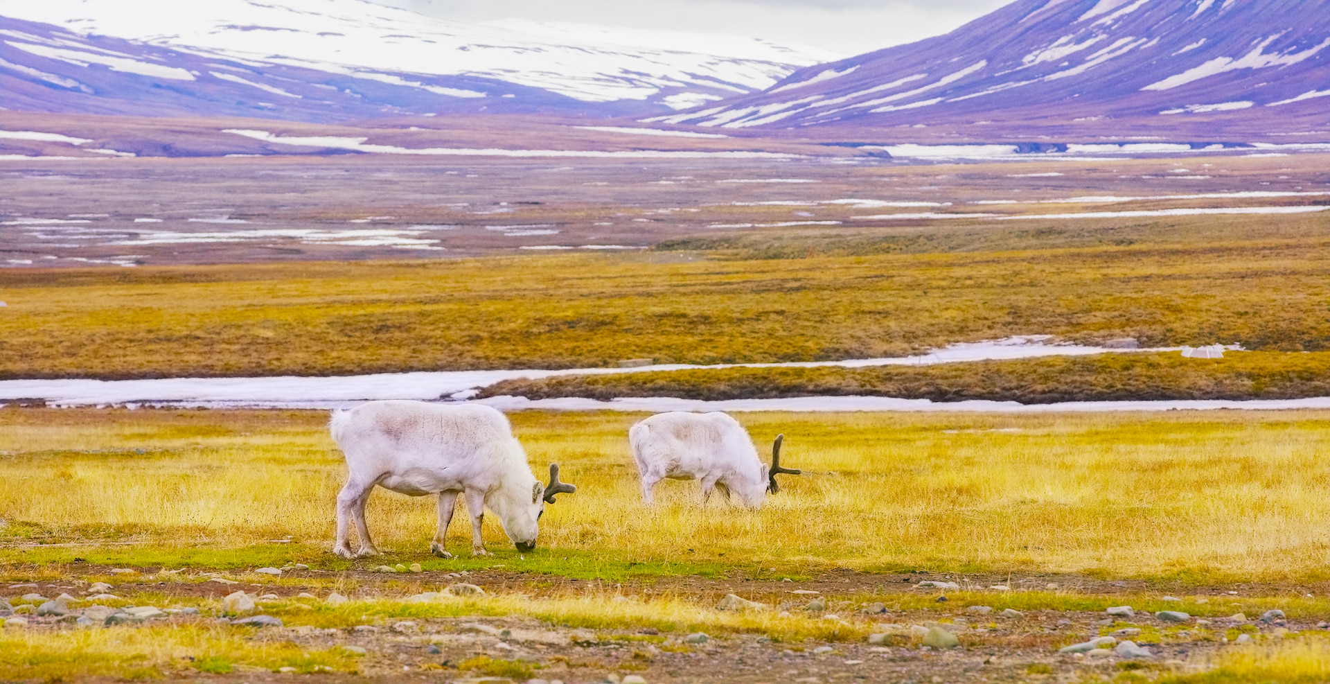 reindeers eats grass at the plains of svalbard